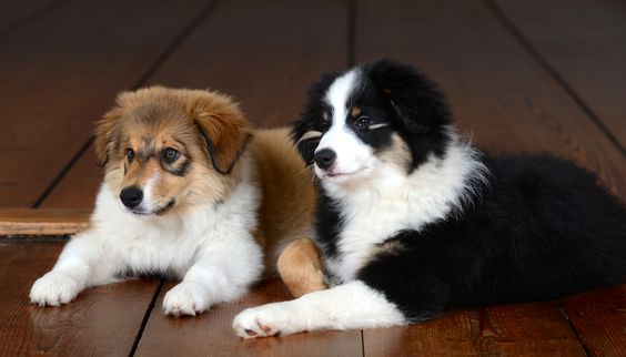Our Focus Photography auf Gut Knoop bei Kiel Tiere Hunde 02