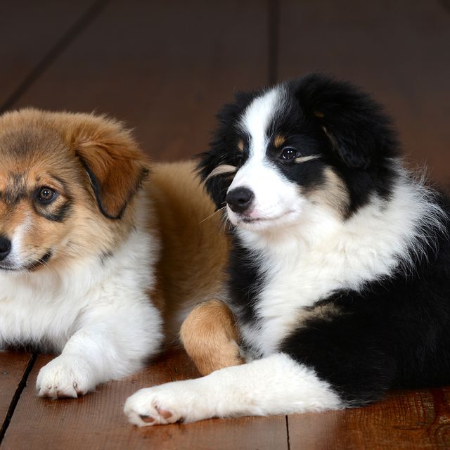Our Focus Photography auf Gut Knoop bei Kiel Tiere Hunde 02