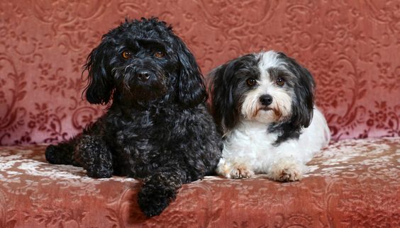 Our Focus Photography auf Gut Knoop bei Kiel Tiere Hunde 03