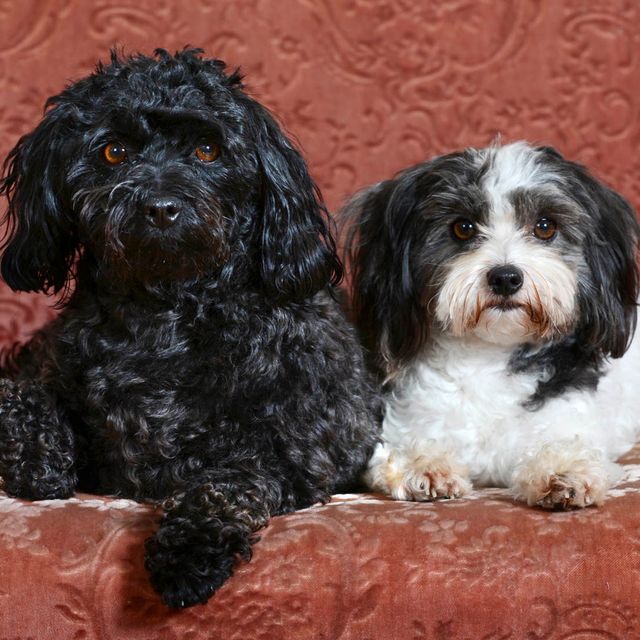 Our Focus Photography auf Gut Knoop bei Kiel Tiere Hunde 03