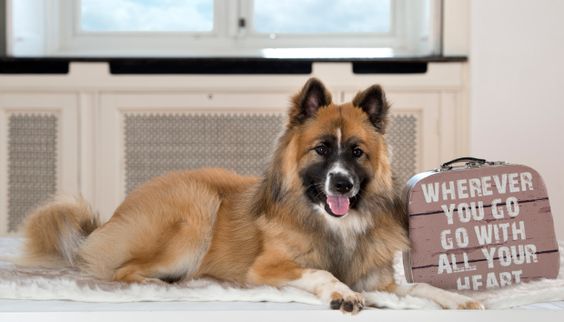 Our Focus Photography auf Gut Knoop bei Kiel Tiere Hunde 01