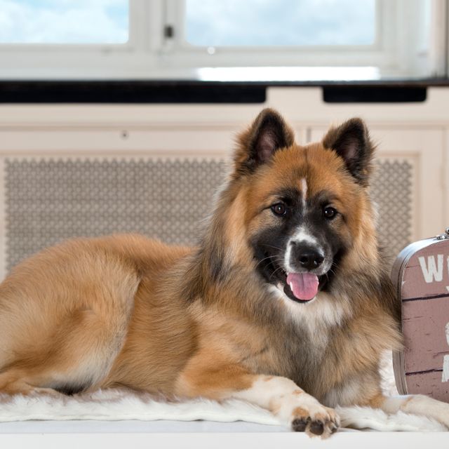 Our Focus Photography auf Gut Knoop bei Kiel Tiere Hunde 01