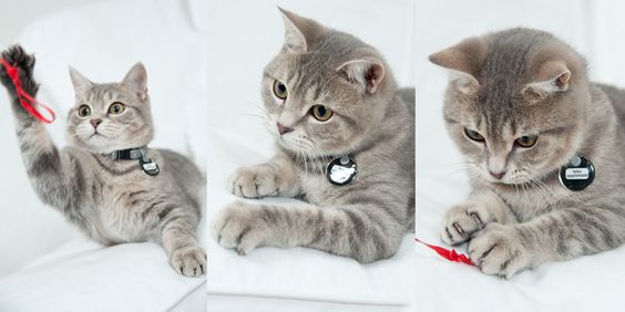 Our Focus Photography auf Gut Knoop bei Kiel Tiere Katzen 01