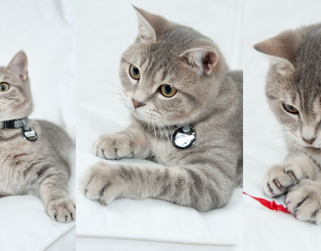 Our Focus Photography auf Gut Knoop bei Kiel Tiere Katzen 01